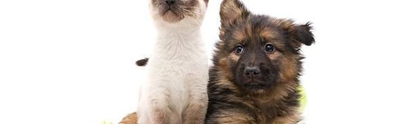 На Тайване запретят есть кошек и собак