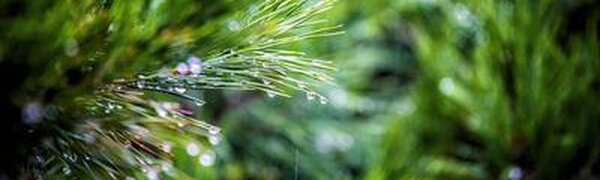 Небольшой и умеренный дождь пройдет в западных и южных районах Приморья во вторник