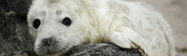 Охотники в Приморье нашли потерявшегося тюлененка