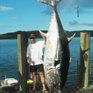 Новозеландский рыбак поймал гигантского тунца