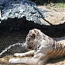 Зоопарк «Садгород»: Как животные к жаре приспосабливаются