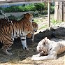 Зоопарк «Садгород»: Как животные к жаре приспосабливаются