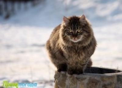 Человечество пропадет без кошек Человечество пропадет без кошек