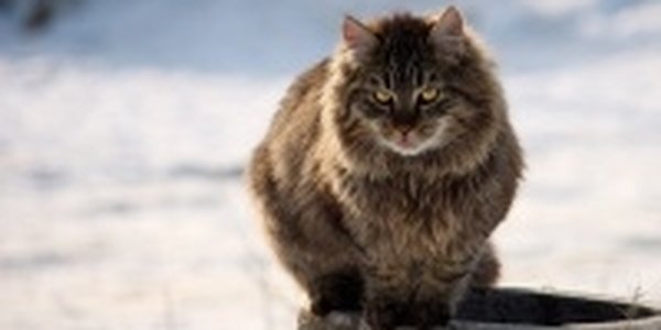 Человечество пропадет без кошек