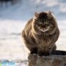 Человечество пропадет без кошек