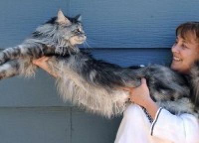 Самый длинный кот живет в Америке Самый длинный кот живет в Америке