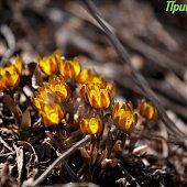 В конце марта ясная и тёплая погода в Приморье сменится дождями