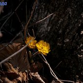 В конце марта ясная и тёплая погода в Приморье сменится дождями