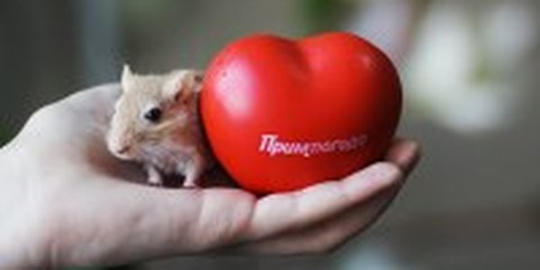 Песчанка против сурка: Примпогода предсказывает весну! (ФОТО)