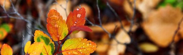 Стало известно, с какой погоды начнется последняя неделя октября в Приморье