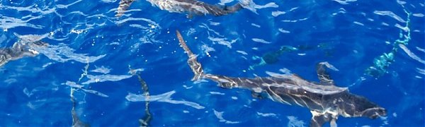 Всё об акулах Японского моря
