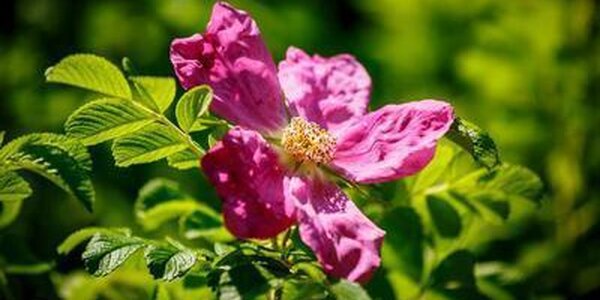 Жаркая с кратковременными дождями и грозами погода стоит в Приморье