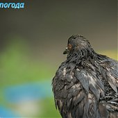  Летний воскресный дождь(ФОТО)