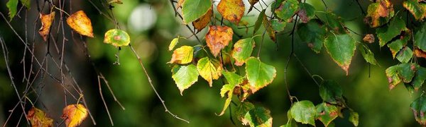 На выходных в Приморье выглянет солнце и похолодает