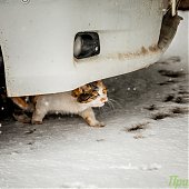 Сегодня в Приморье пройдет местами небольшой и умеренный снег