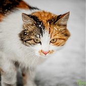 Сегодня в Приморье пройдет местами небольшой и умеренный снег