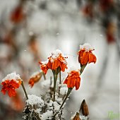 Сегодня в Приморье пройдет местами небольшой и умеренный снег