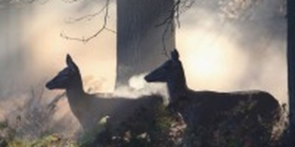 Осень шагает по планете