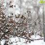В конце рабочей недели в Приморье ожидается снег