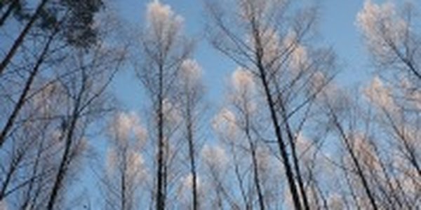Сегодня осадков во Владивостоке не ожидается