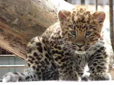 Котенок дальневосточного леопарда получил международный паспорт Котенок дальневосточного леопарда получил международный паспорт