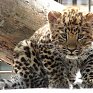 Котенок дальневосточного леопарда получил международный паспорт