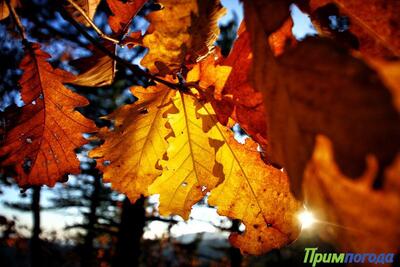 Осенняя солнечная погода установилась в Приморье 
