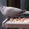 Ученые считают, что массовая гибель птиц связана с перееданием