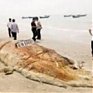 На китайском берегу нашли «морское чудовище»
