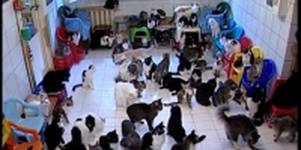  Немцы сходят по животным с ума