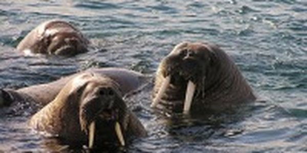  Чукотские моржата: из сирот — в звезды!
