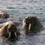  Чукотские моржата: из сирот — в звезды!