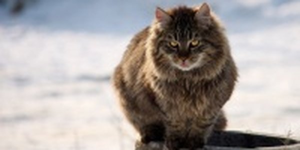 В Приморье начался небольшой снег