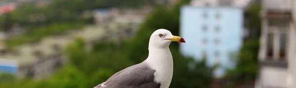 Холод, туман и морось вернулись на побережье Приморья