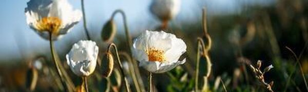 В четверг в Приморье немного повысится температура, на побережье будет туман