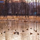 Реки южных районов Приморья вскрылись ото льда