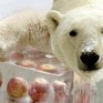 Японцы спасают белого медведя от жары
