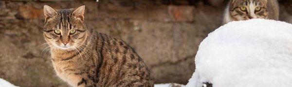 Во Владивостоке в четверг днем столбики термометров приблизятся к нулевой отметке