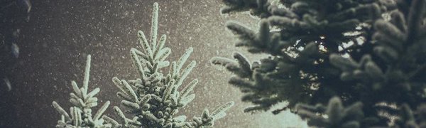 Ночью во Владивостоке выпадет небольшой снег