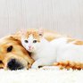 Собаки и кошки помогают студентам сдать сессию