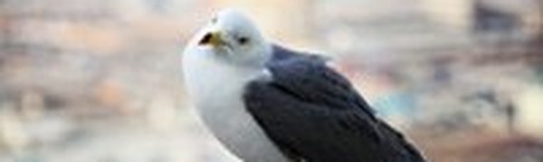 Приморское побережье по-прежнему во власти туманов и прохлады