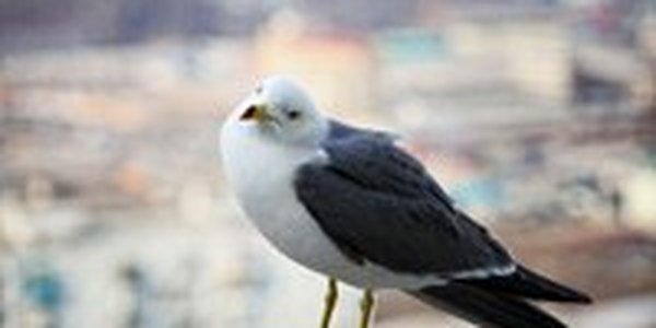 Приморское побережье по-прежнему во власти туманов и прохлады