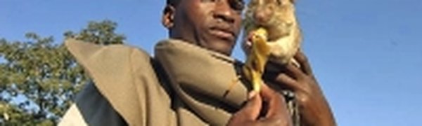 Лучшими саперами признаны крысы
