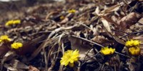 Долгожданная весна во Владивостоке (ФОТО)