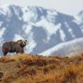 Медведи в России заснули раньше срока