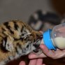 Знаменитый тигр Амур стал отцом