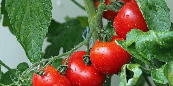 Более трех тысяч тонн овощей и фруктов из Китая ввезли в Приморье на прошлой неделе