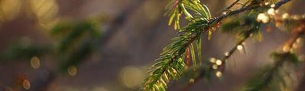 Во Владивостоке в среду ночью столбики термометров опустятся до -3 °С