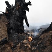 На восстановление Австралии понадобится 100 лет