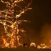 На восстановление Австралии понадобится 100 лет